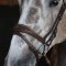 NB100 - Pick N Mix Flash Noseband